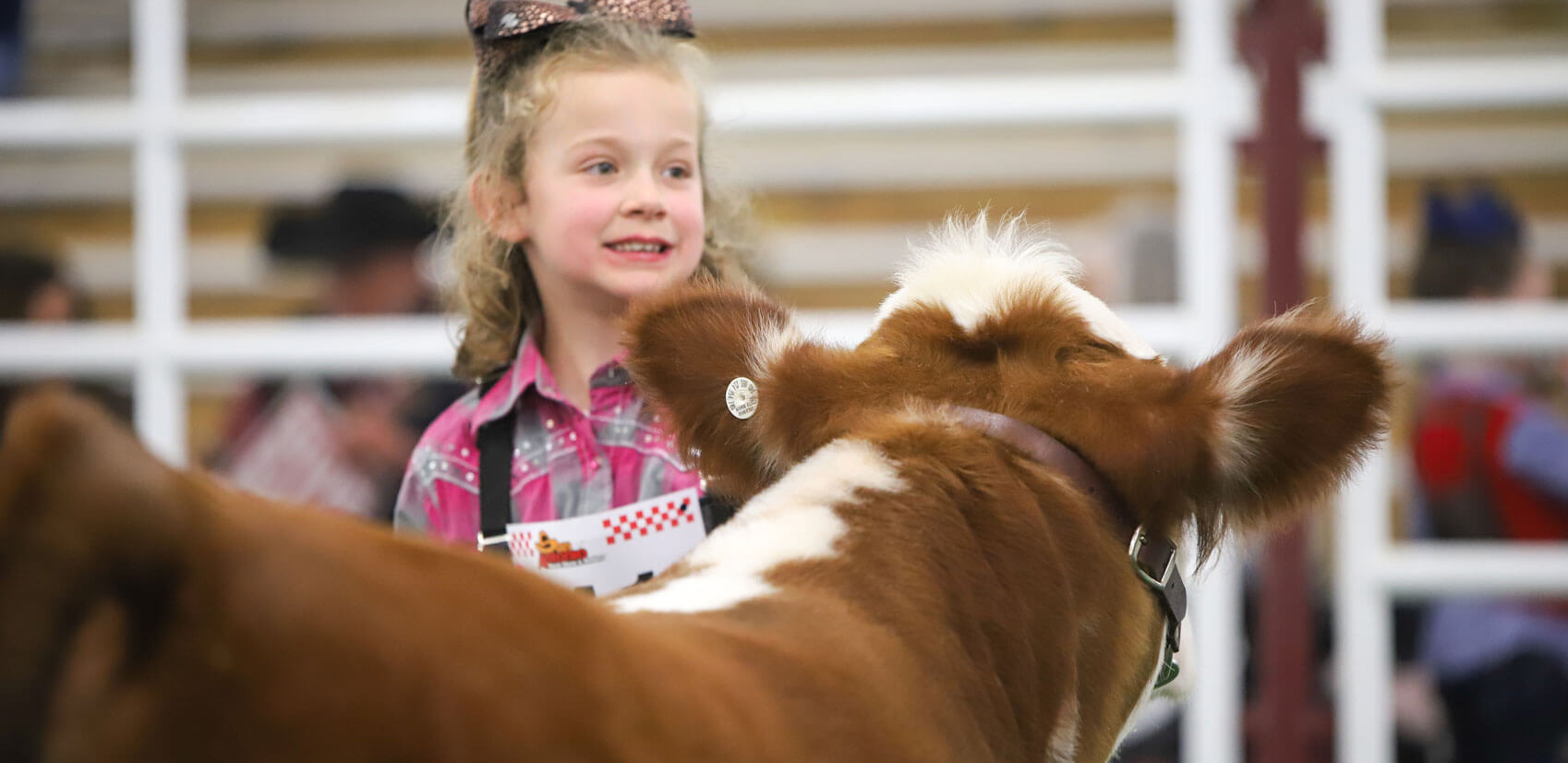 Glory Farms Miniature Herefords Streetman, Texas